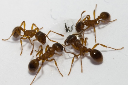 Уничтожение муравьев   в Подушкино 