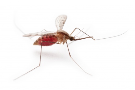 Уничтожение комаров   в Подушкино 