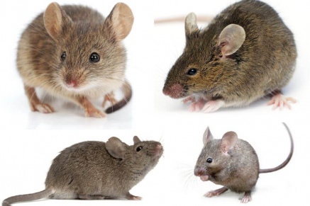 Уничтожение (дератизация) мышей   в Подушкино 